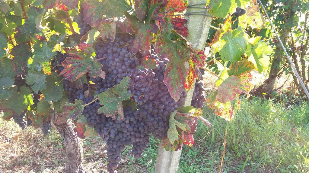مبيت وإفطار Lesparre-Médoc Domaine Du Papillon المظهر الخارجي الصورة