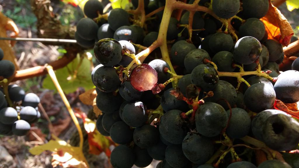 مبيت وإفطار Lesparre-Médoc Domaine Du Papillon المظهر الخارجي الصورة